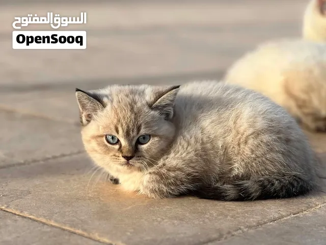 قطه شرازي ب لون مميز وبسعر منخفض