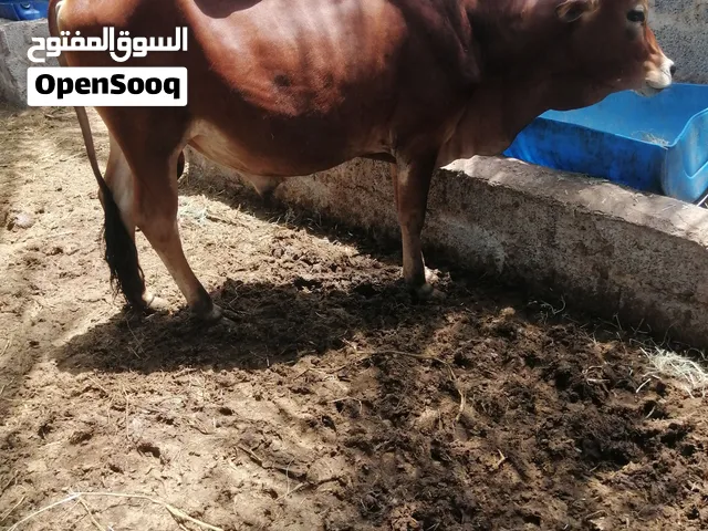 أبقار ثيران للبيع