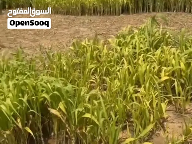 حريه الفدان ب 150 في ضنك