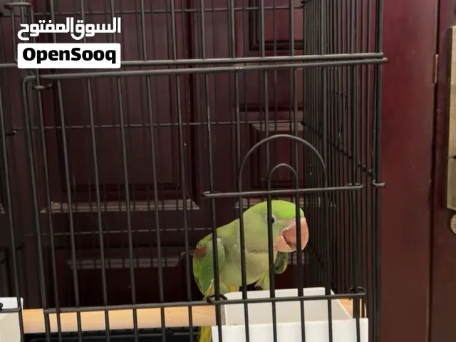 بغبغاء نيبالي الجنس بعده صغير مب معروف إذا كان ذكر ولا نثيه سعر 2100 قابل لتفاوض