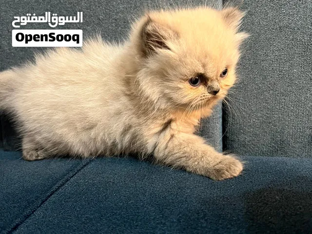 انثى همالايا شوكليت