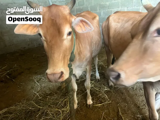 ابقار للبيع جيرسي على نمساوي عشار