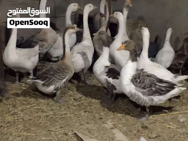 وز املح وابيض للبيع