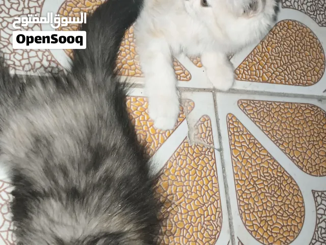 صحه جيده وحلوات مال بيت ولاعوبات