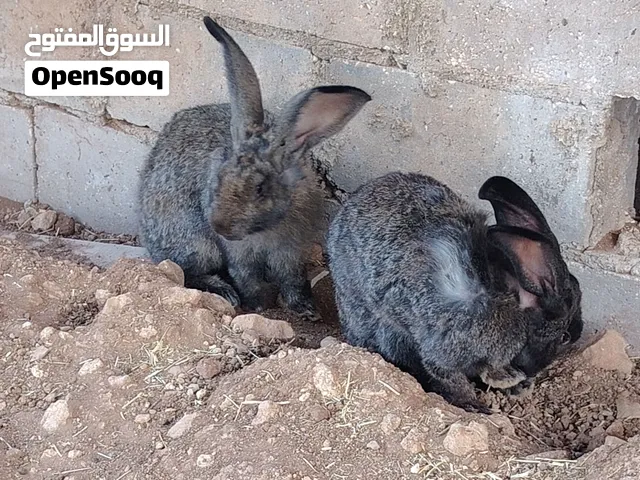 ارانب هجين عدد 11