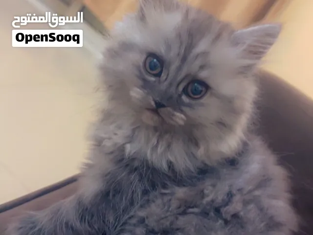 زكر وانثى عمارهم بين شهرين ونص