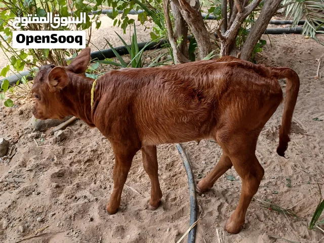 عجلة عمانيه