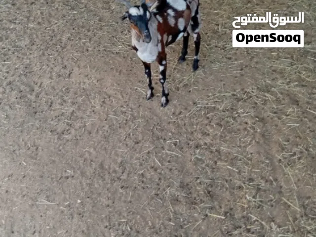 تيس صلالي للبيع