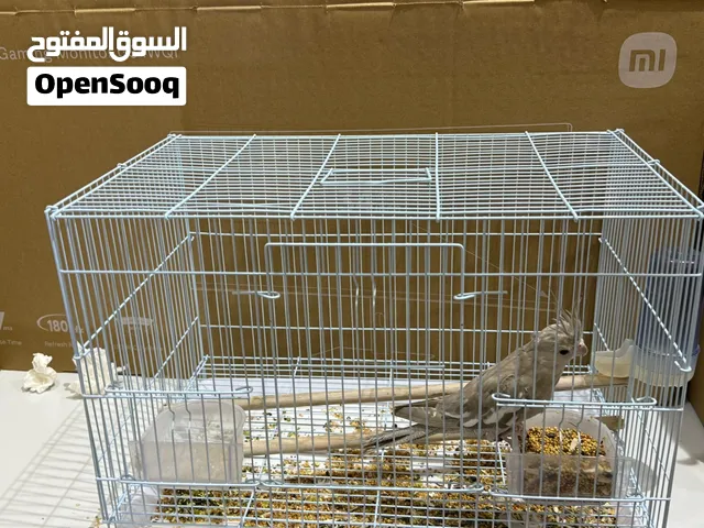 للبيع كوكتيل انثى  وزوج هند وحبتين هندي الاسعار في الوصف