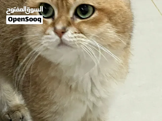 قط شانشيلا للبيع