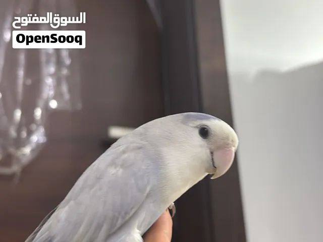 لاف بيرد متعلم ياكل بروحه اليف فيه عض