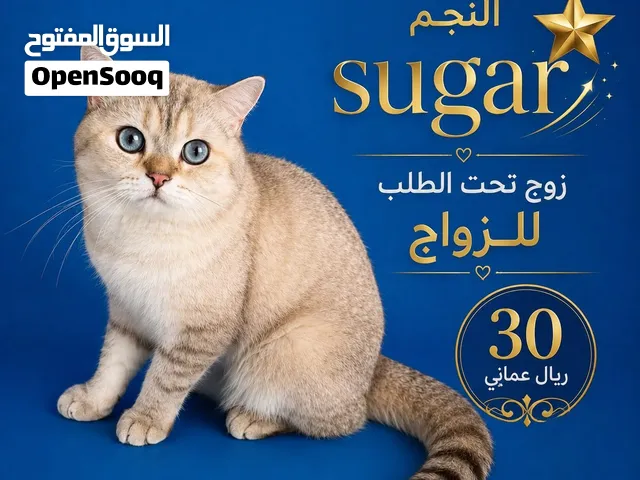 القط الشقي Sugar للزواج 30 Rial فقط