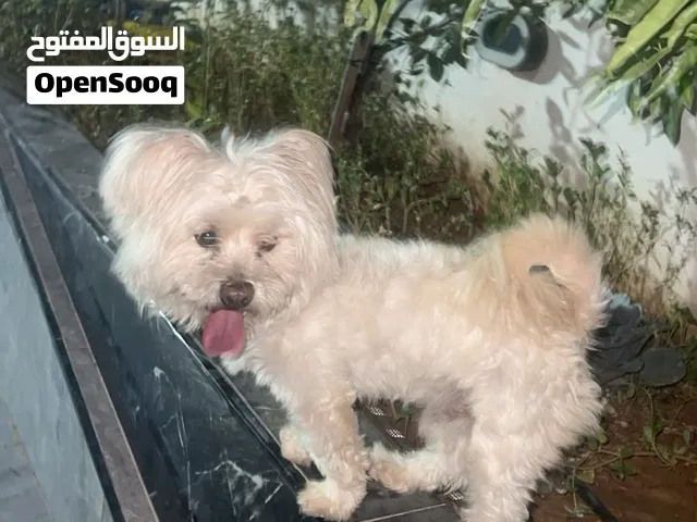متاح ذكر مالتيز