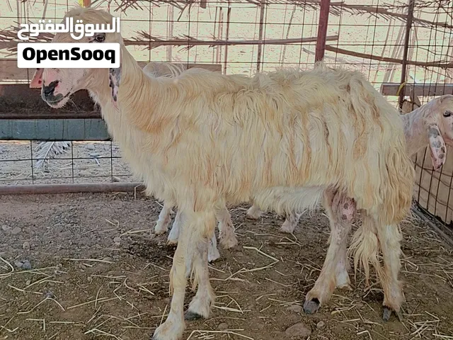 كبش نجدي العمر حدود 3