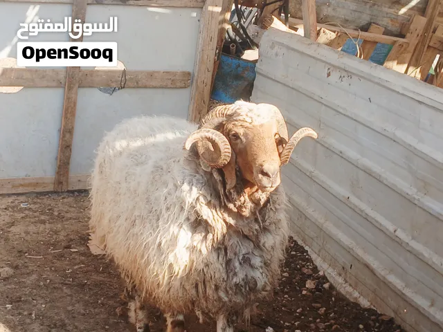 حلال حلال حلال
