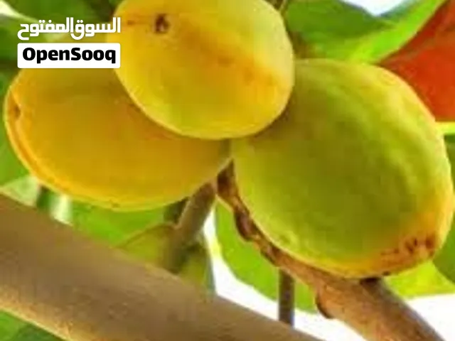 للبيع شتلات بيذام الاصفر
