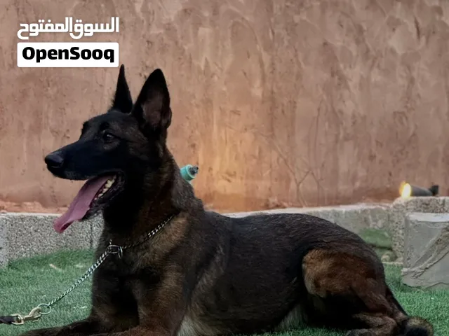 كلاب مالينو