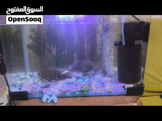 احواض عدد 2 للبيع مع اسماك اوسكار تايگر