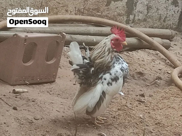 كوبية سيراما