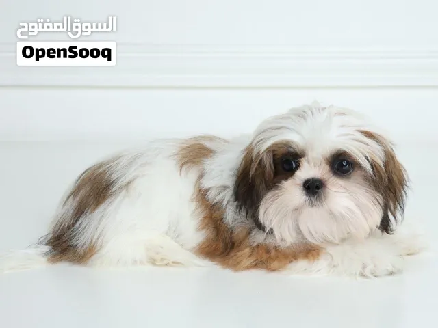 كلاب شيتزو
