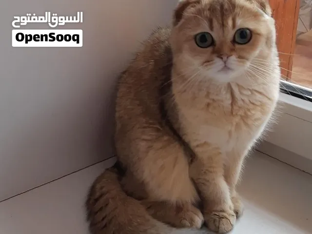 ذكر سكوتش فولد