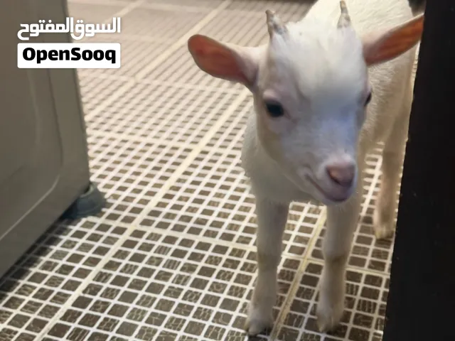 ماعز عمره 3 شهور لعوب ما يأذي الأطفال أكله حليب فقط