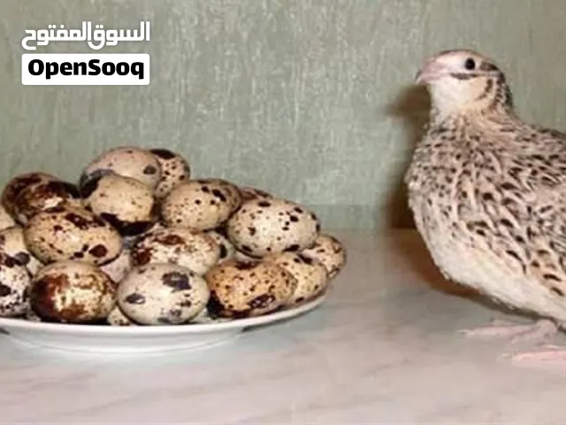بيض سمان حق الاكل فقط للبيع