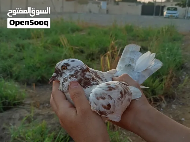 السلام عليكم ورحمة الله حمام منوع تكي وعدي
