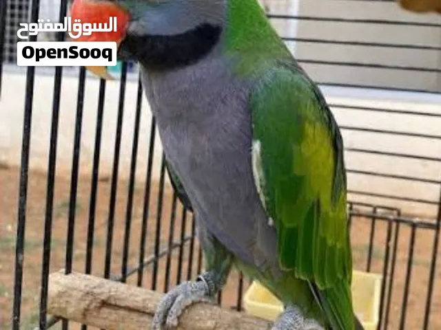 ببغاء دربيان بحكي بطلقه عاليه  أليف على اليد