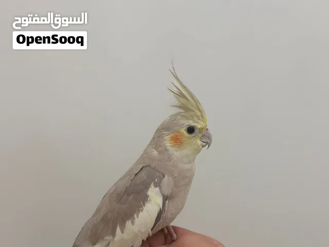 للبيع نثيه كوكتيل اليفه جدا وماتعض نهائيا