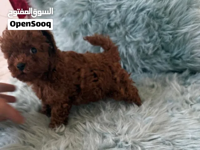 TOP quality Poodle puppies