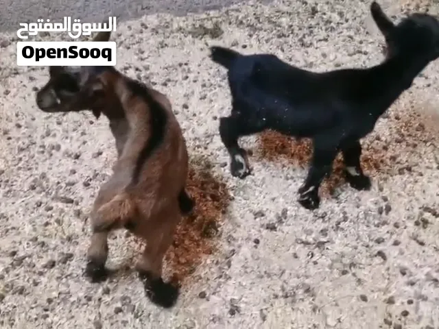 فرصه للبيع مواليد ماعز القزم توم ذكور واحد باللون الأسود الملكي النادر و الثاني باللون الأدهم الجميل