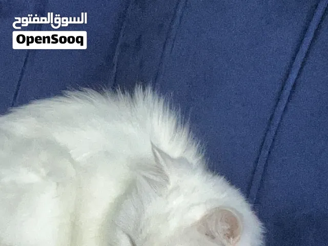 قطوه للبيع