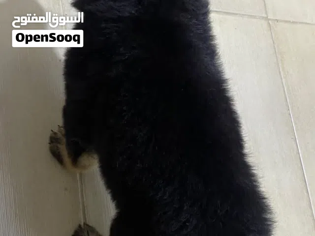 كلب جيرمن بيور