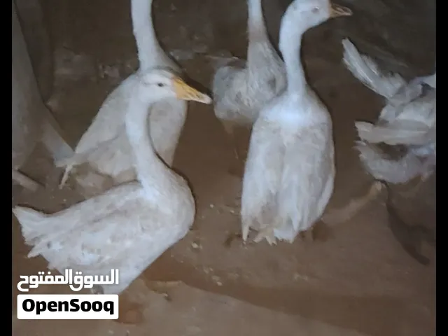 السلام عليكم هذني بطوط كوبرا للبيع بيحب يريدهن يراسلني على هذا الرقم
