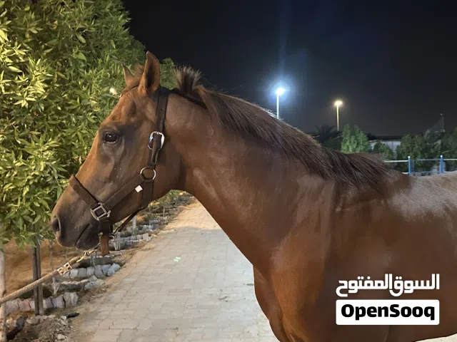 خيل فحل عربي
