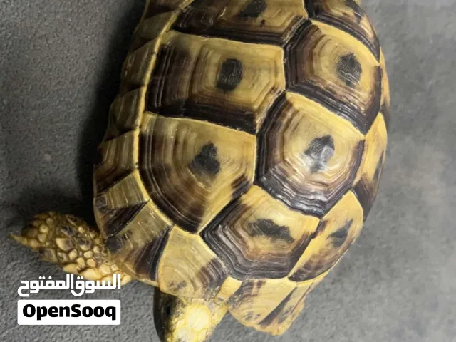سلحفاه انثى عمرها ثلاث سنوات