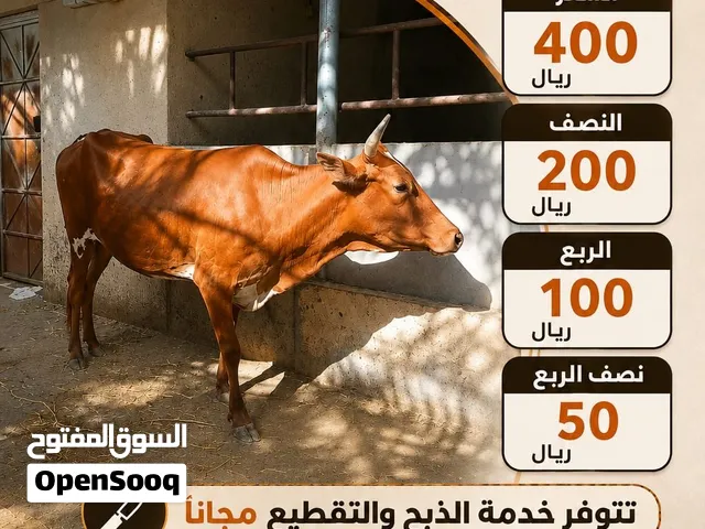 عجله عمانيه جاهزه للذبح أو التربية