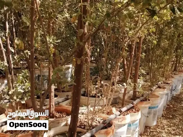 تصفية وفرصة اشجار سدر بلدي كبير/ البيع بسعر الجملة بحسب العدد