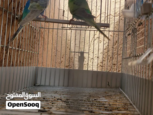 سلام عليكم كوبية امصوقرا نوع ريمبو ربي بارك الكوبية سعر الكوبية بي القفص بي 130
