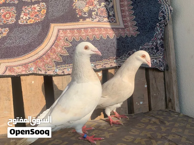 البيع زوج زاجل منتج من قبل