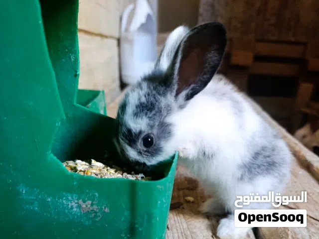 أرانب. ببيوني/ أسد /فرنسي/
