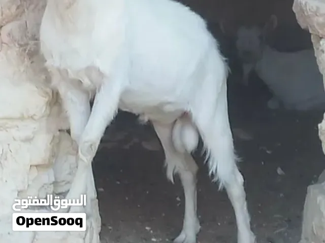 عتود فحل سانين وعنز ثنيه للبيع