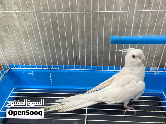 متاح كوكتيل الالبينو اقره الوصف مهم