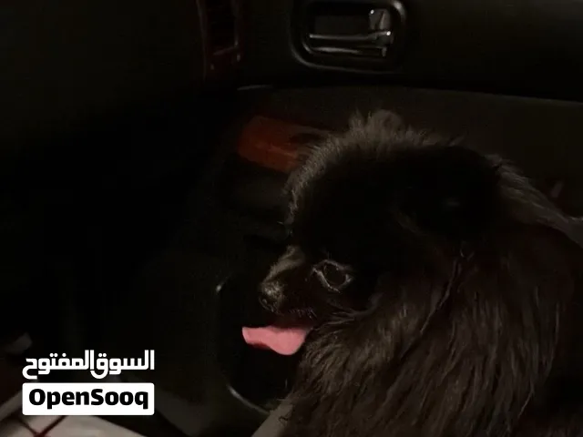 بوميرانيان ذكر كوري مطعم مع جوازه عمره سنتين جاهز للانتاج 5000
