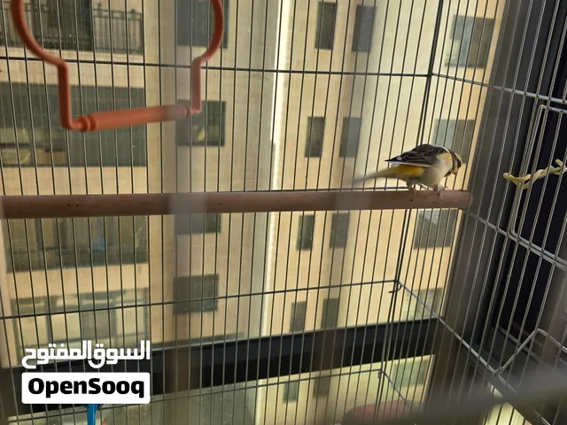 ثلاثة ذكور كناري جميلة وحبات مميزة مغردة  انتاج جديد موجودات برام الله