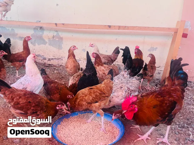 20 farm raised chickens for sale