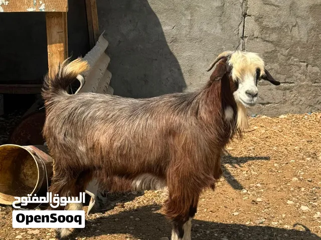 شاة من الحلال السعيدي