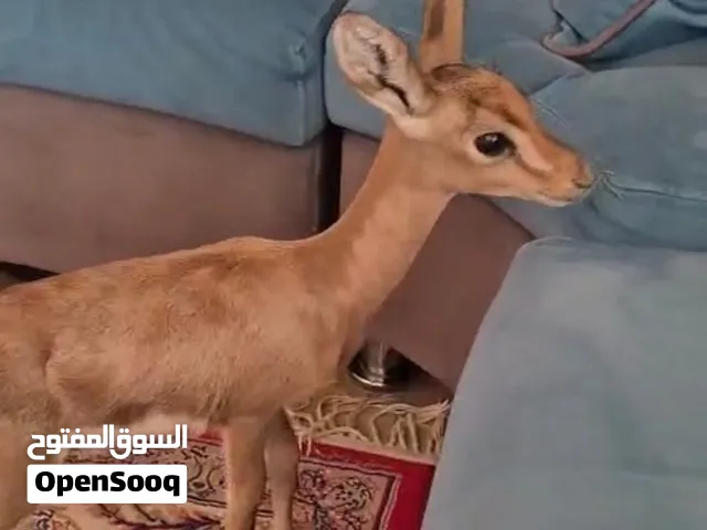 للبيع غزال ذكر عمره 4 شهور