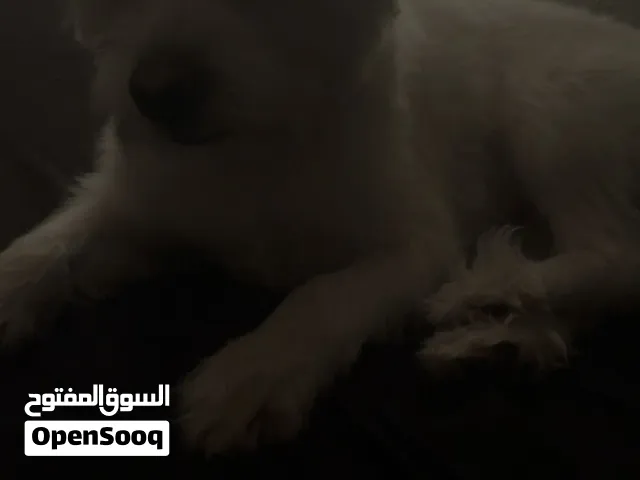 كلب مالتيز فلافي افضل انواع الكلاب
